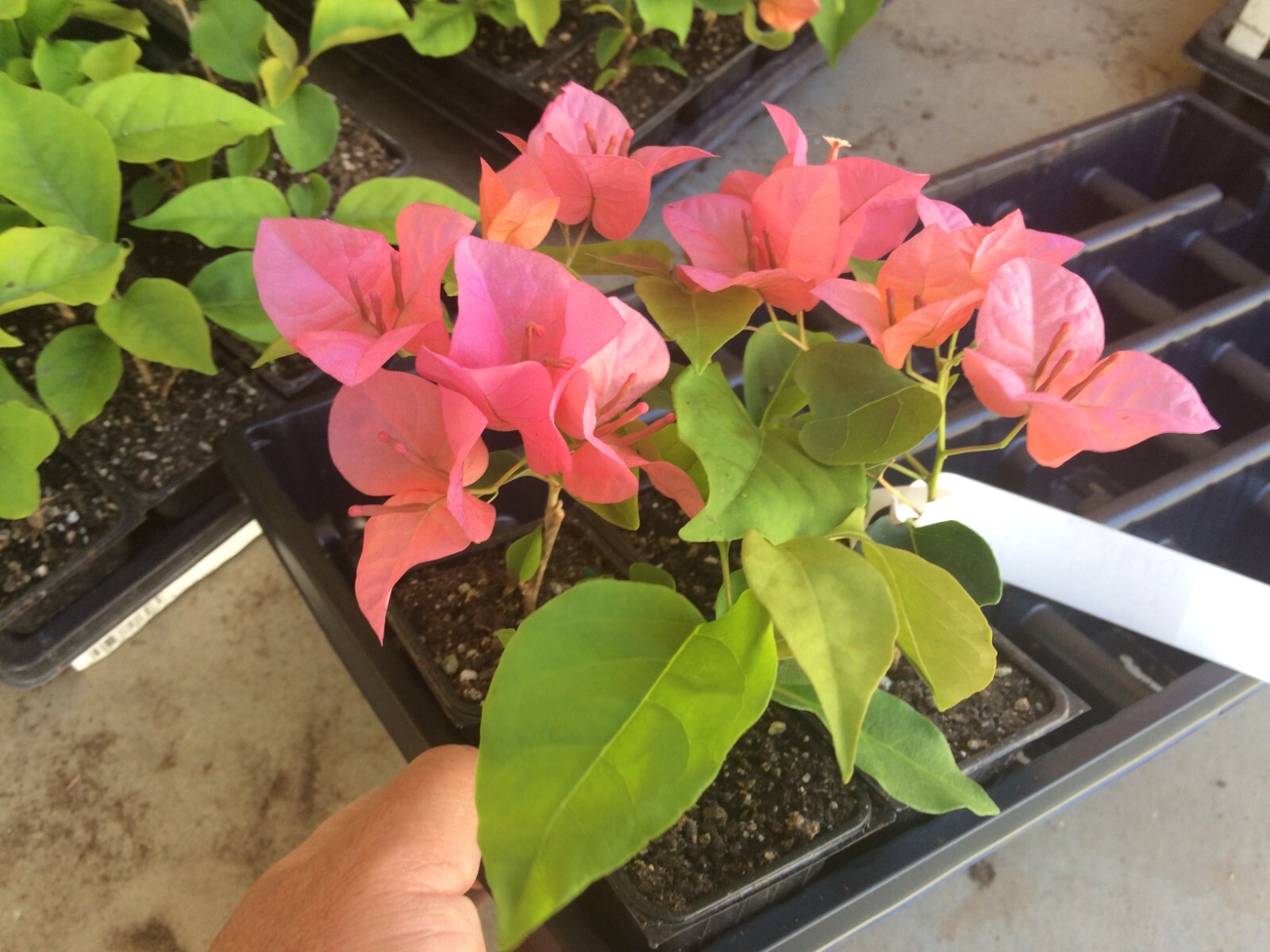Bougainvillea – ‘Orange King’
