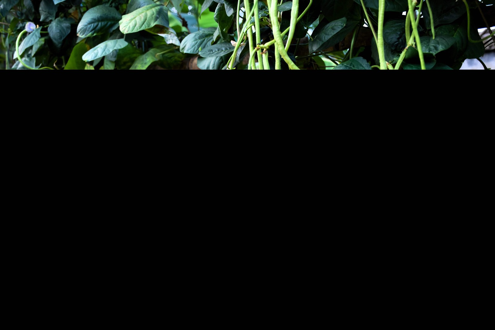 30 YARD LONG BEAN Asparagus Bean Cowpea Phaseolus Vulgaris Vegetable Seeds