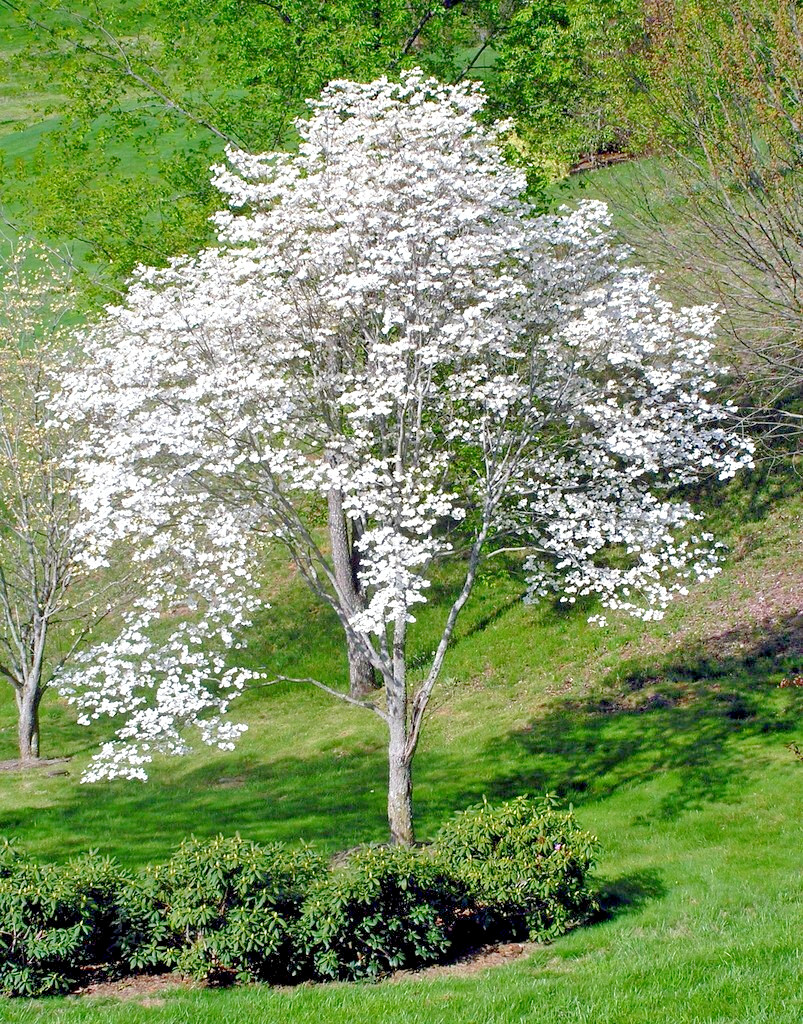 White American Flowering Dogwood Tree Seeds (Cornus florida) Fall Color, Hardy-5