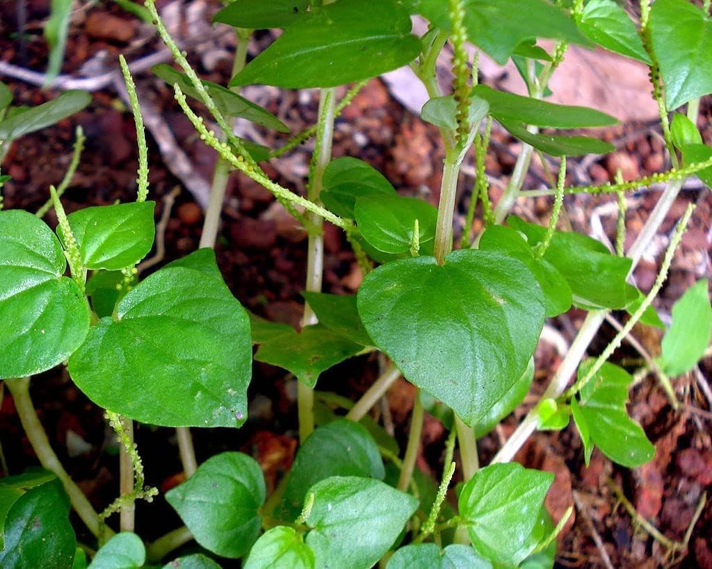5000 Organic Crab Claw Seeds – Heirloom Peperomia Pellucida for Vibrant Gardens
