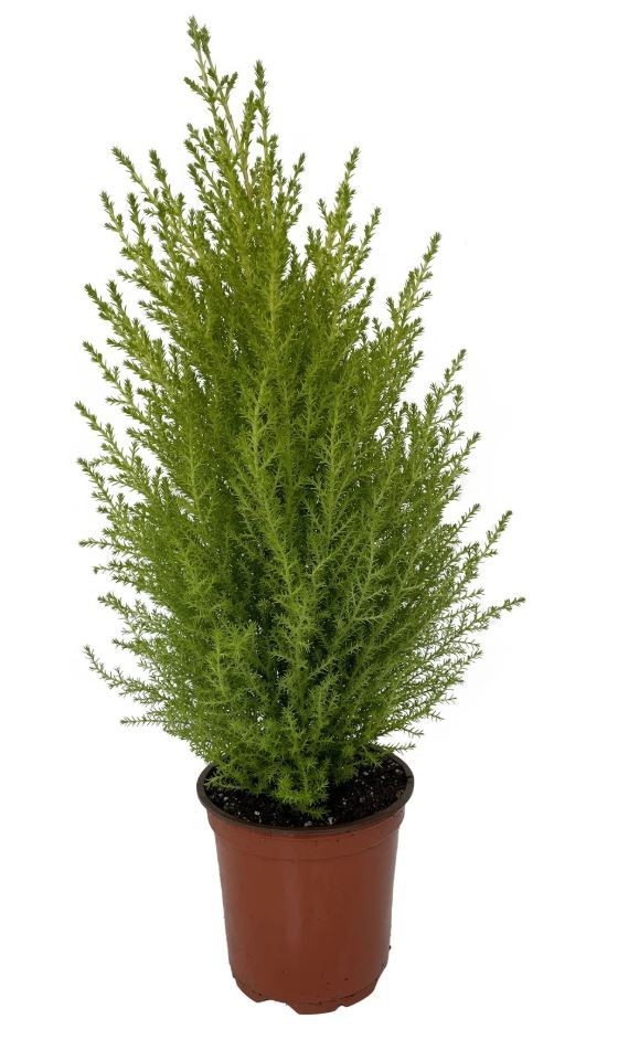 Lemon Scented Goldcrest Cypress Tree – Indoors/Out – 4.5″ Pot