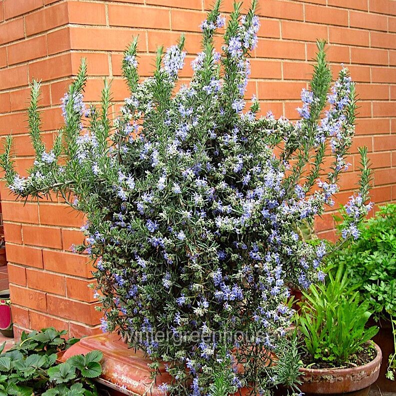 Rosmarinus prostratus, Trailing, Rosemary, Container Size: 3.5″