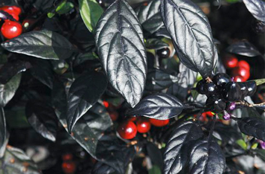 25 seeds Black Pearl heirloom Hot pepper RARE heirloom BEAUTIFUL BLACK LEAVES