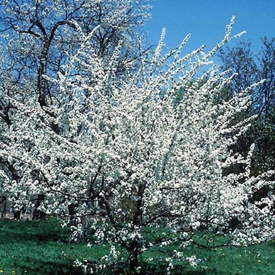3 American Plum Tree – 12-24″ Tall Starter Plant – Prunus americana