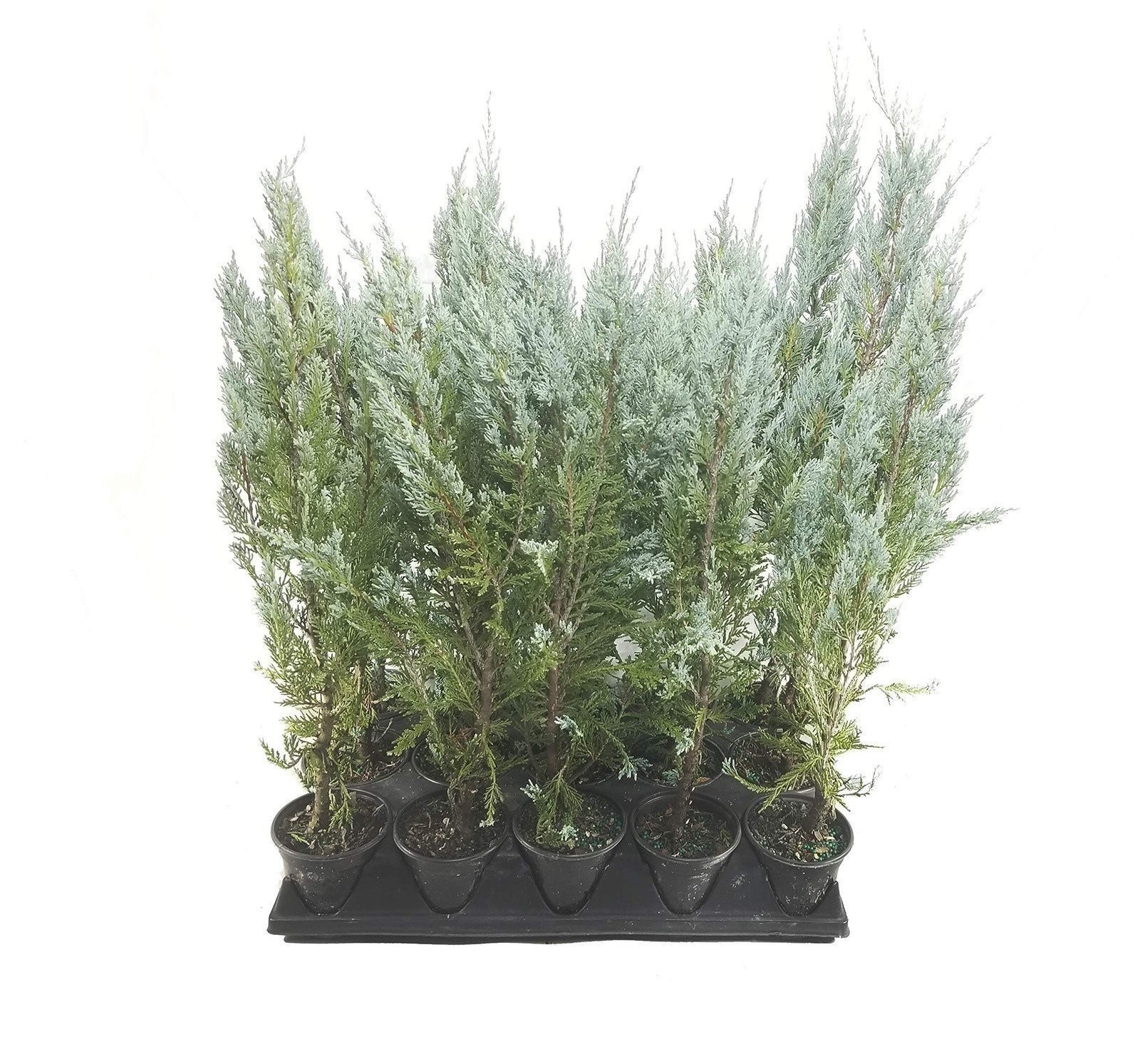 Juniper Moonglow | 4 Inch | Juniperus scopulorum | Groundcover | Erosion Control