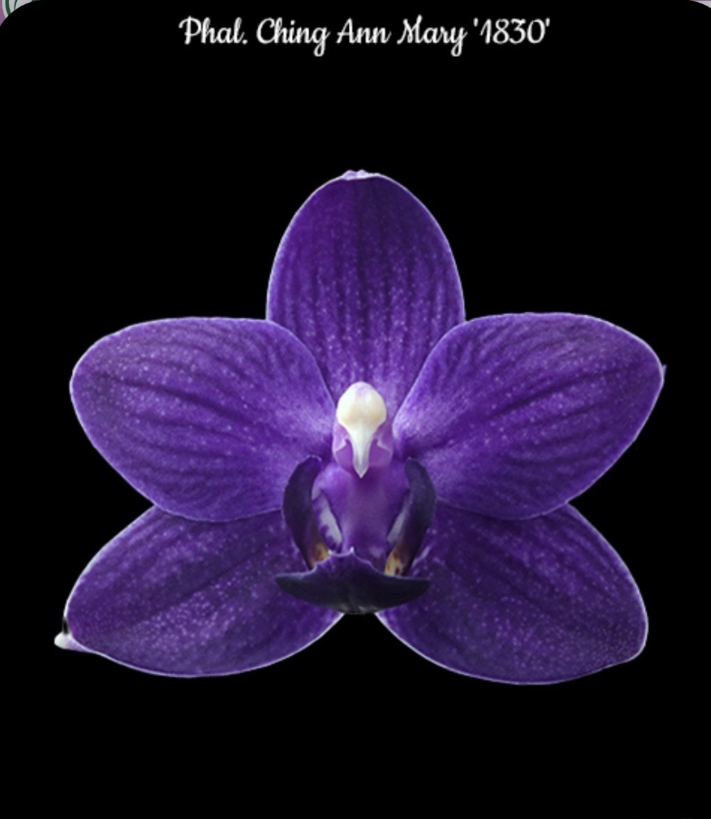 Phal. Ching Ann Mary ‘1830’, Blooming Size, FREE Shipping