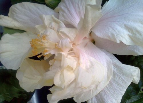 Elephant Ear Tropical Exotic Fancy Hibiscus Plant Double Cream White Pink Flower