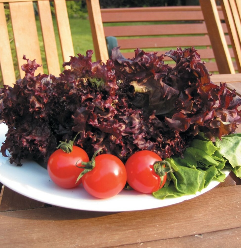 500+ Lolla Rosso/Lollo Rossa Seed Heirloom NON-GMO Fresh Seeds-A GARDEN FAVORITE