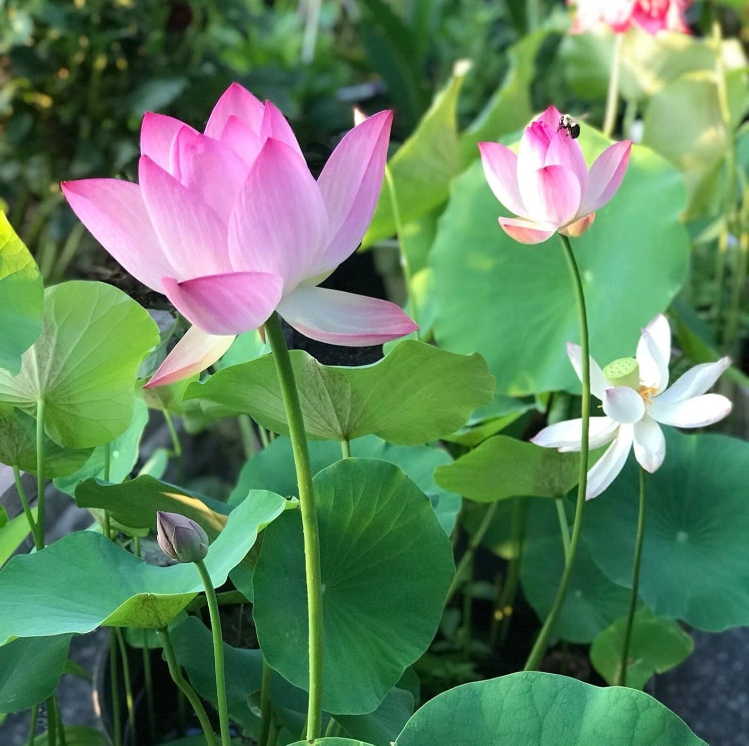 10pcs Vibrant Mixed Lotus Seeds – Perfect for Indoor & Outdoor Water Gardens