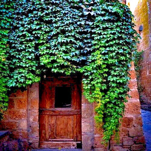 Virginia Creeper Vine Seeds Parthenocissus quinquefolia Fast Hardy Climber Plant