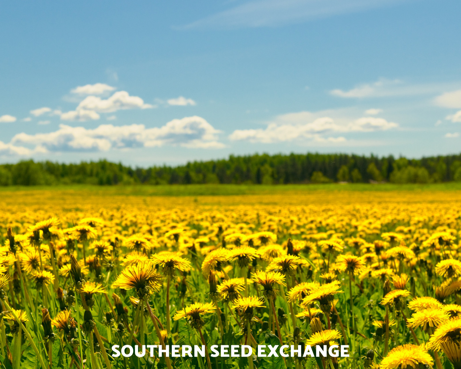 Dandelion, True – 50 Seeds – Culinary Flower Seed – GMO Free