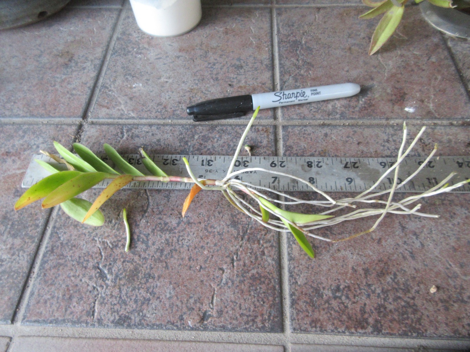 Epidendrum Orchid- Purple with Red/White centers Cluster of 3 + 1 keiki Shown #2