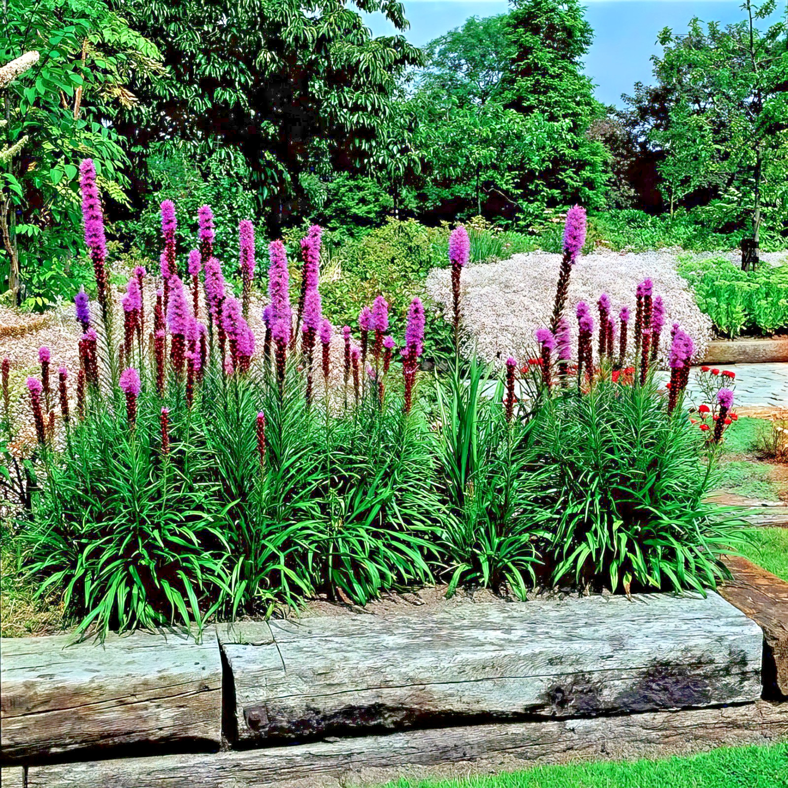 50 PURPLE BLAZING STAR FLOWER SEEDS Liatris spicata Cold Hardy-3 Butterfly Plant