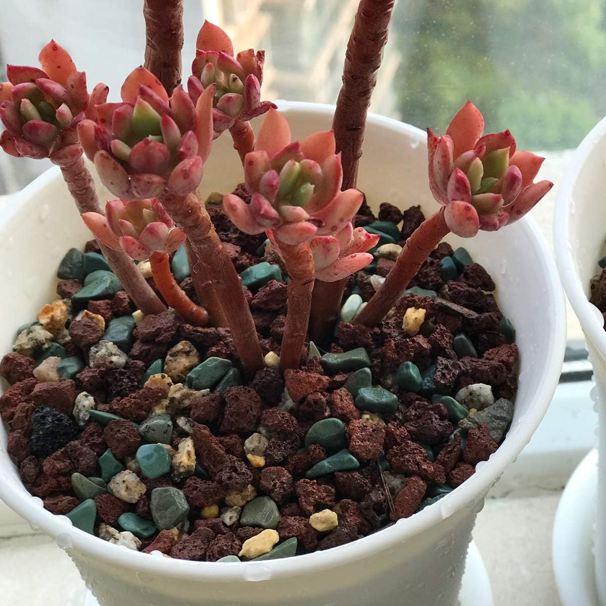 2.2lb Multi-Color Gritty Mix – Plant Drainage Solution for Succulents & Cacti