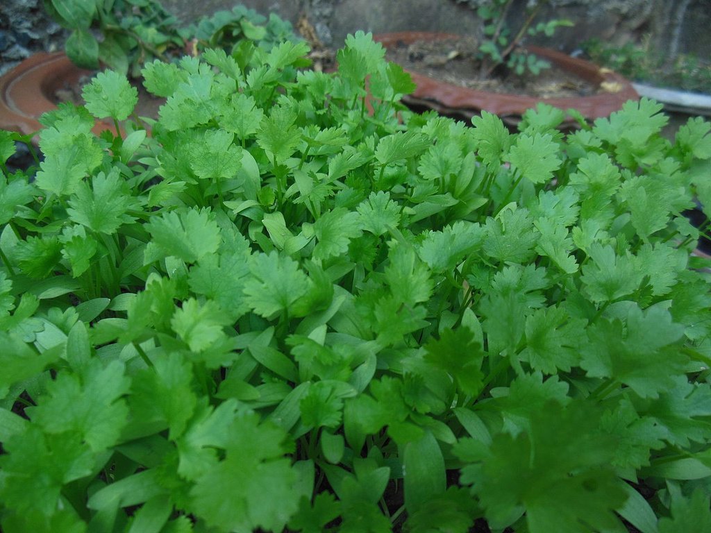 Cilantro Seeds (Split), Leisure Coriander, Oriental & Mexican Cuisine, FREE SHIP