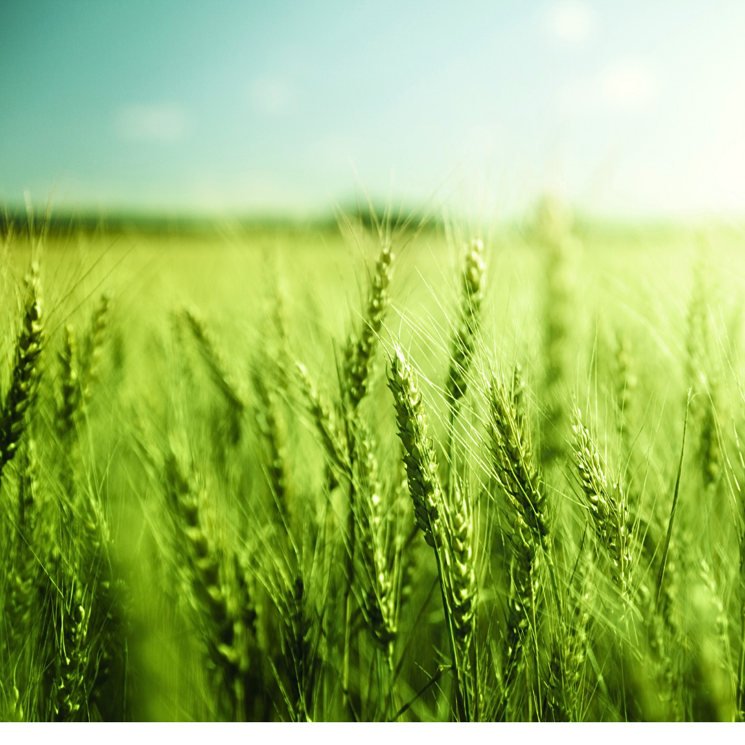 Fresh Wheat Seeds | Hard Red Winter | Organic | Heirloom Non-GMO | Grain Seeds
