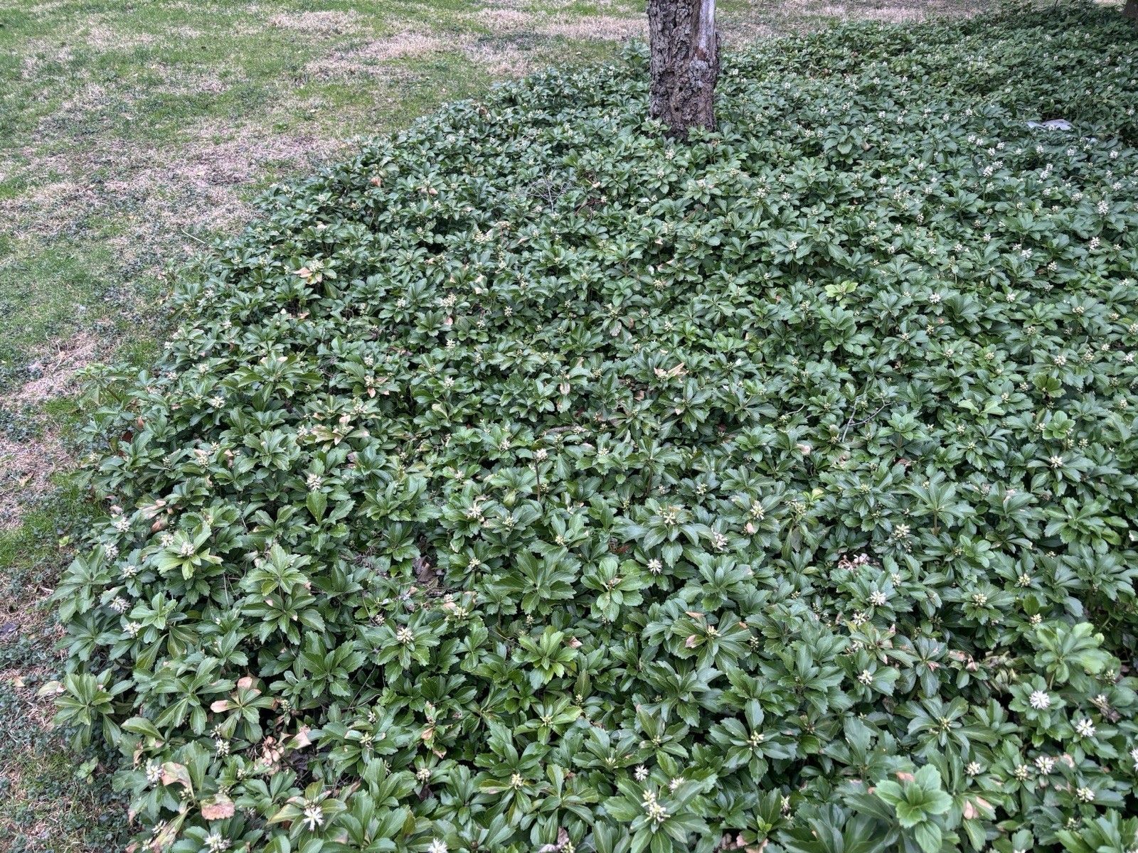 Pachysandra -Buy 100 Get 100 FREE – Well Established Plants w/roots-NOT Cuttings