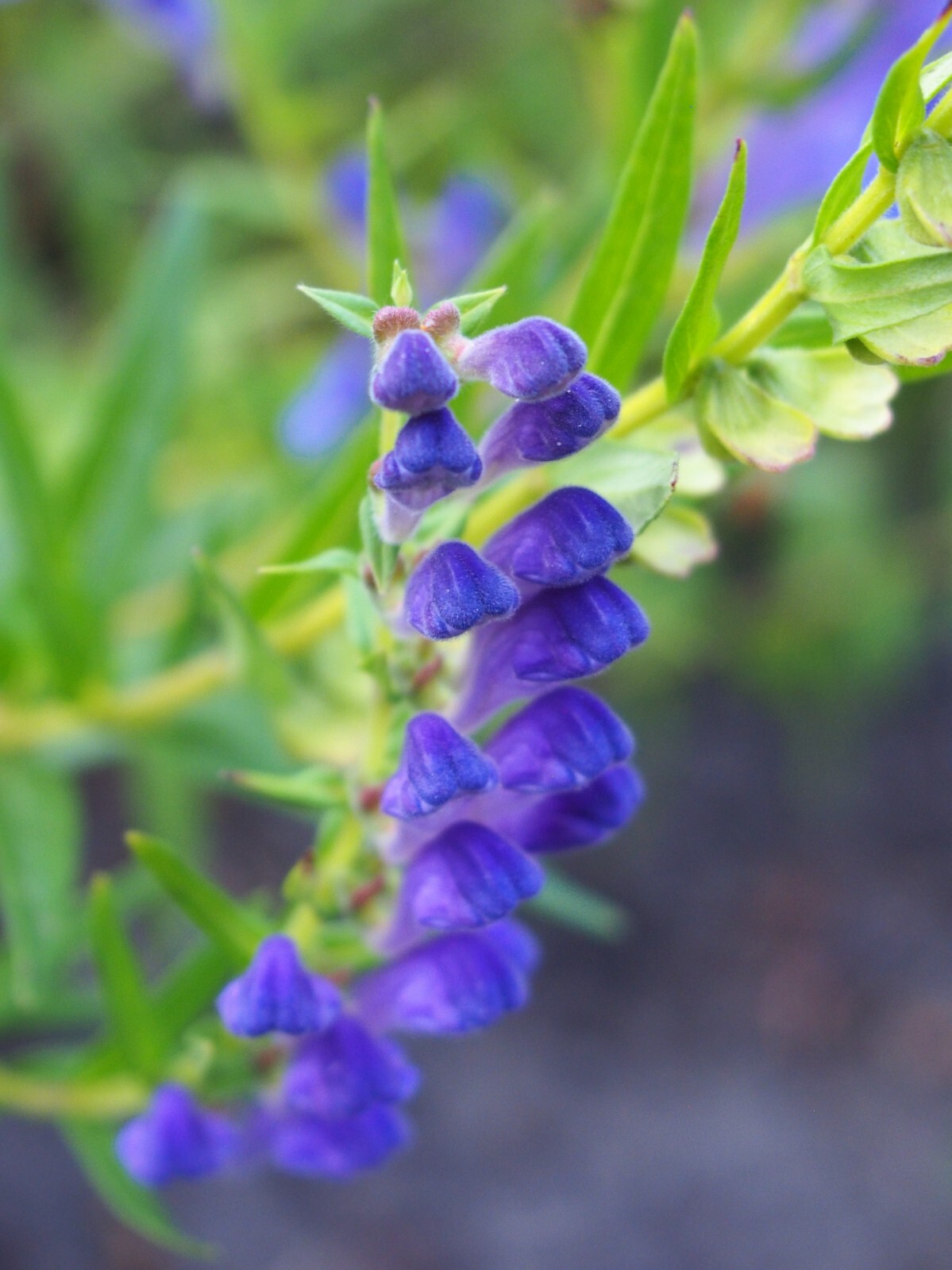 250 Scutellaria baicalensis Seeds – Baikal Scullcap Seeds – Medicinal Herb