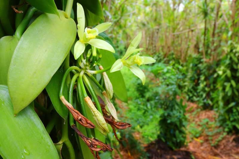 Vanilla Bean Orchid (v. planifolia) – 1 TC Plant Plug -1-3 in.- Rare Edible!!!