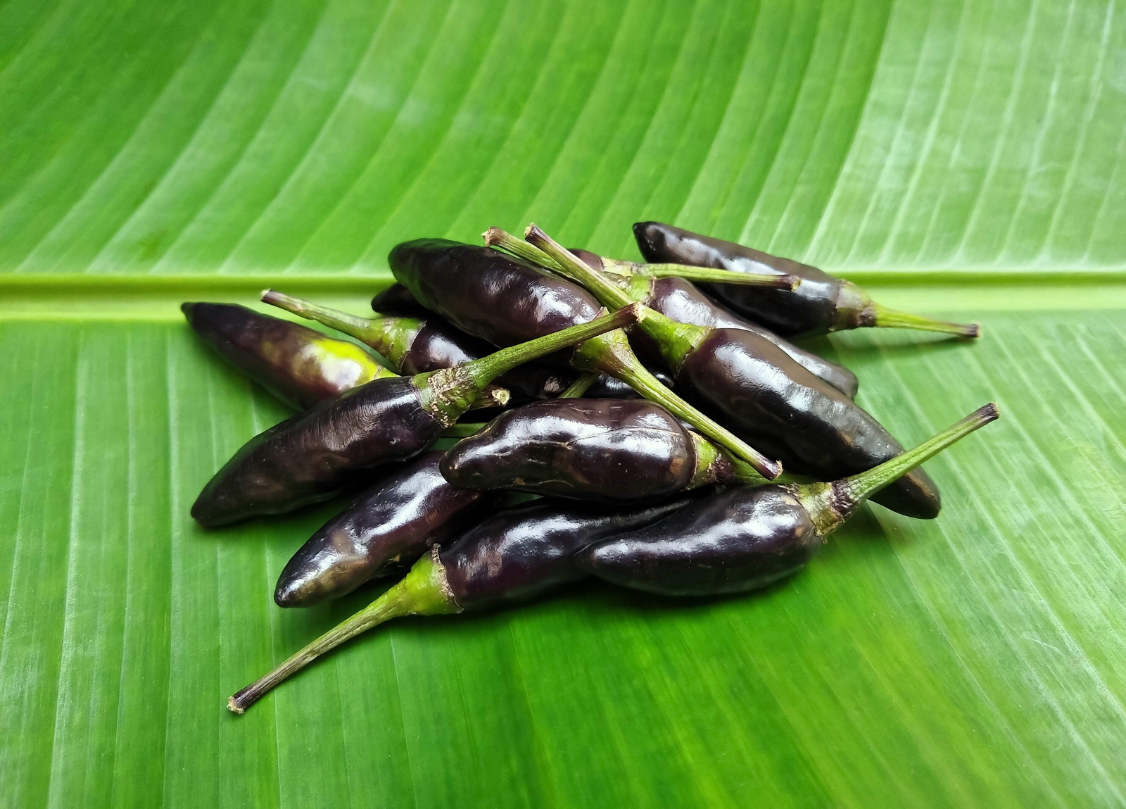 20 ROYAL BLACK PEPPER Capsicum Annuum Very Hot Chilli Vegetable Seeds *Flat Ship