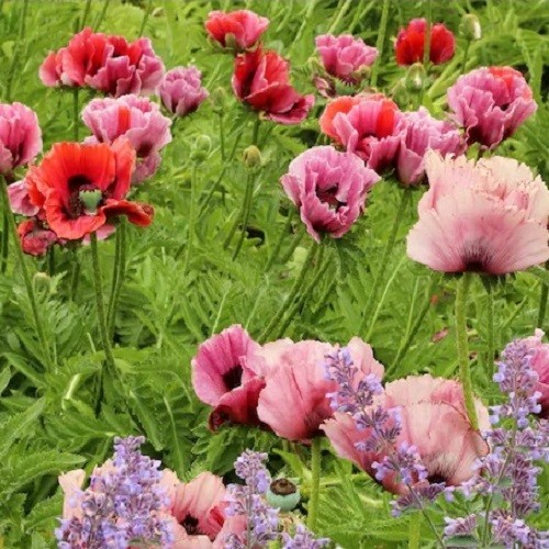 10,000+ Mixed Oriental Poppy Seeds – Perennial Organic Flower Mix – Giant Blooms