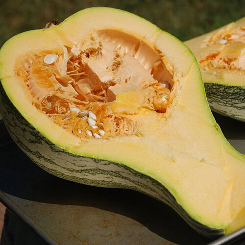 Cushaw Green Striped Pumpkin Seeds | Heirloom / Non-GMO | Free Shipping | 1080