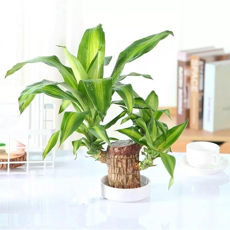 Brazilian Wood Plant Water Raise Mini Brazil Lucky Wood Potted Tree Indoor Decor