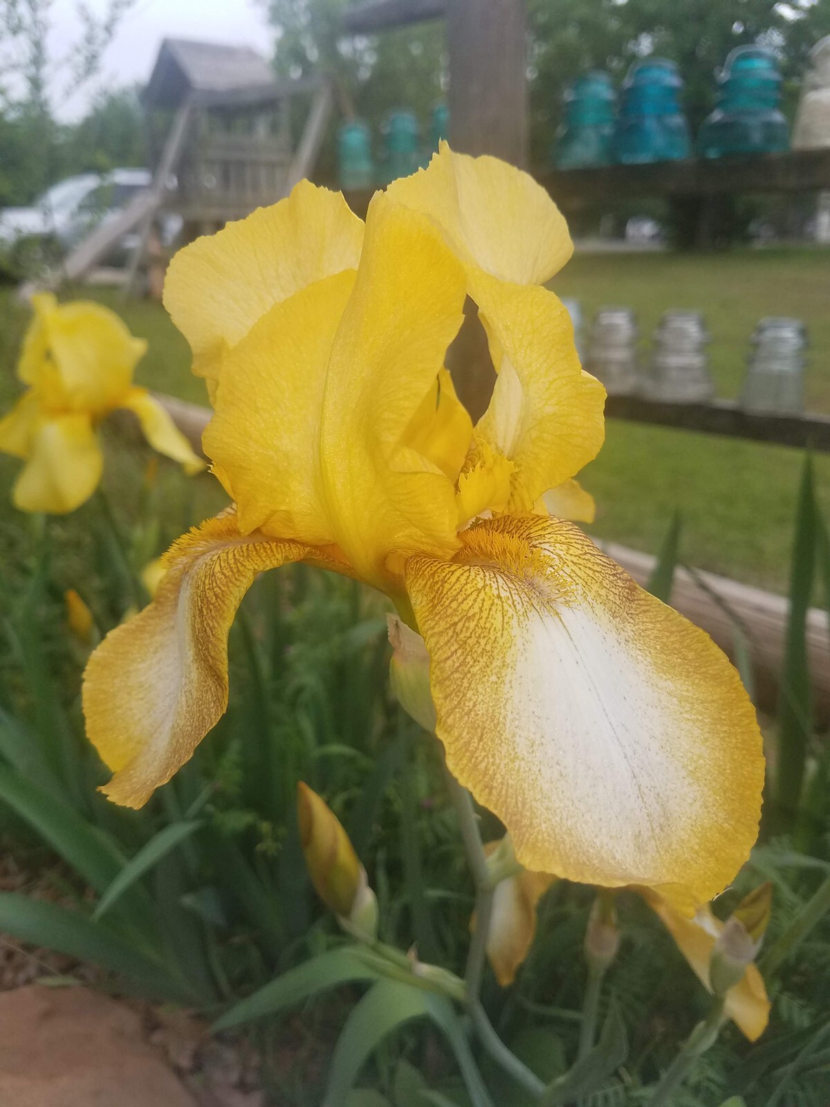 20x FRESH MIXED VARIETIES/COLORS BEARDED IRIS Bulbs/Rhizomes FRESH