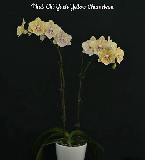Phal. Chi Yueh Yellow Chameleon, Mature Size, FREE Shipping