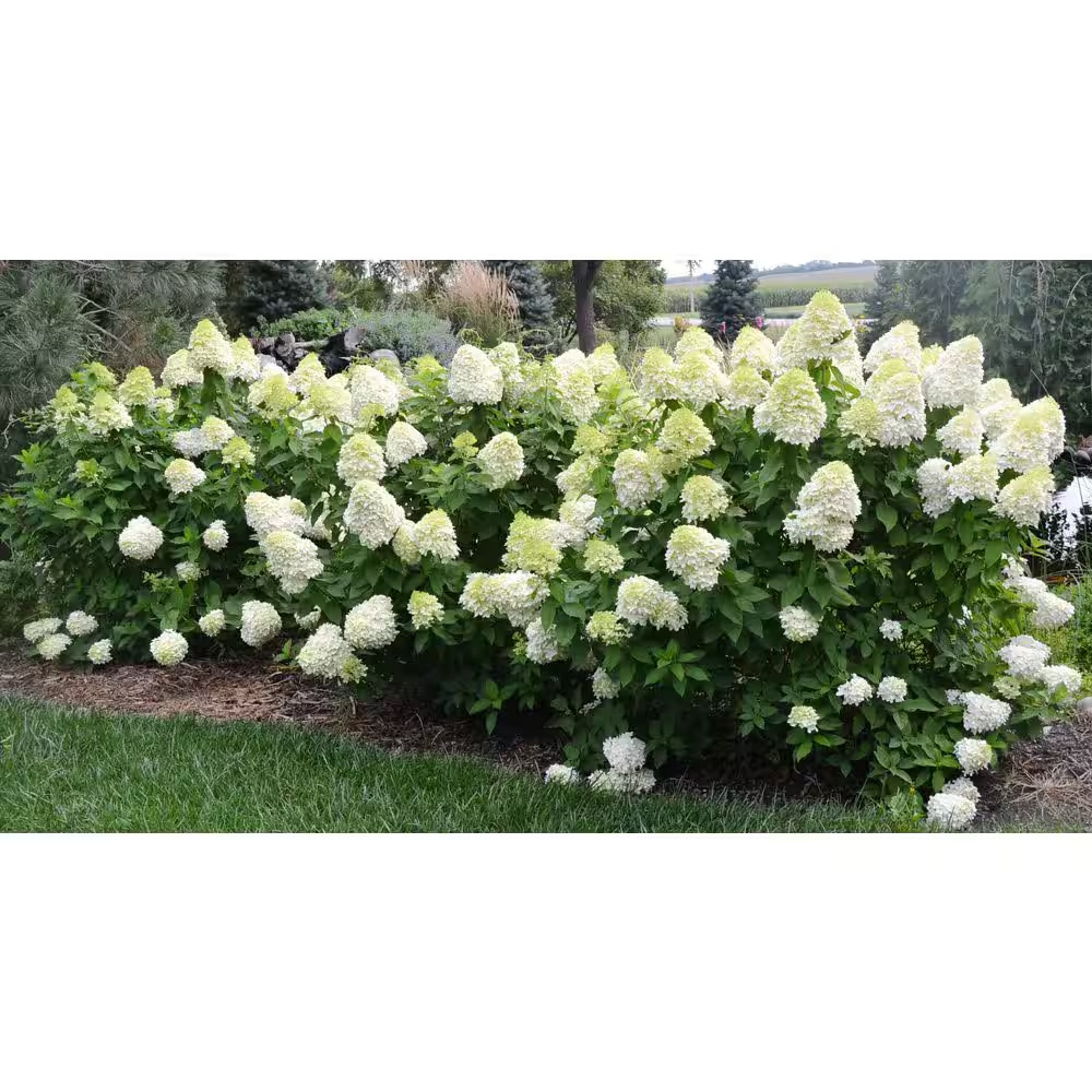 5 Gal. Limelight Hydrangea Flowering Shrub Plant with Huge Green to White Blosso