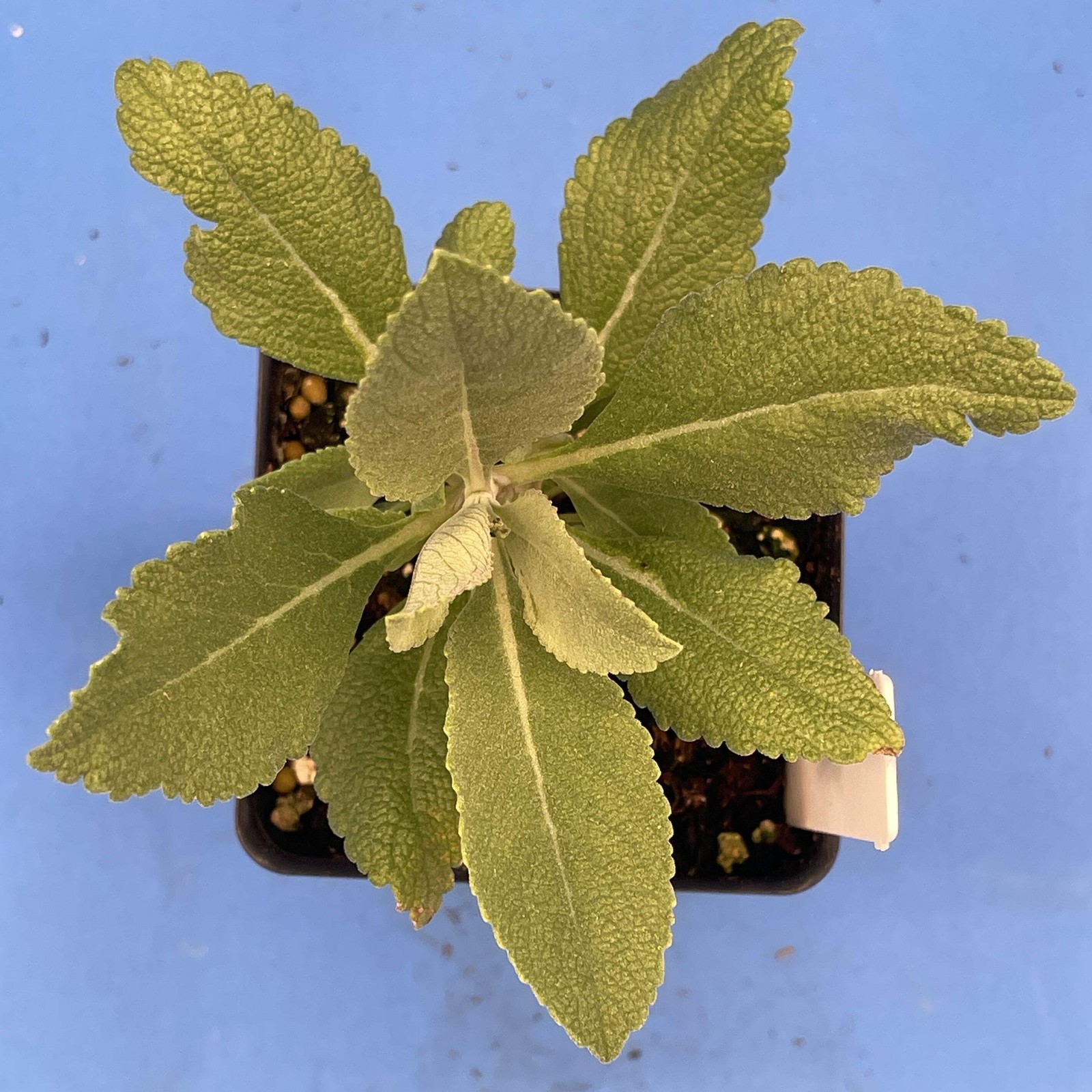 White Sage Live Starter Plant – Salvia Apiana – Make Smudge Sticks!