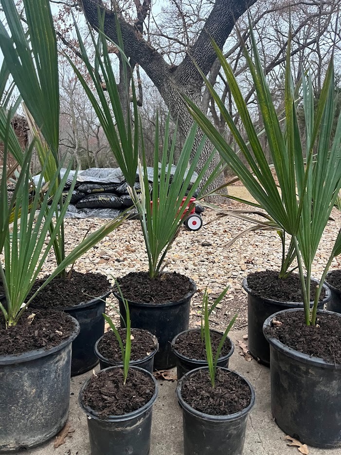 Sabal antillensis – Ultra-Rare Caribbean Palm | Conservation Grown | 3-Gallon