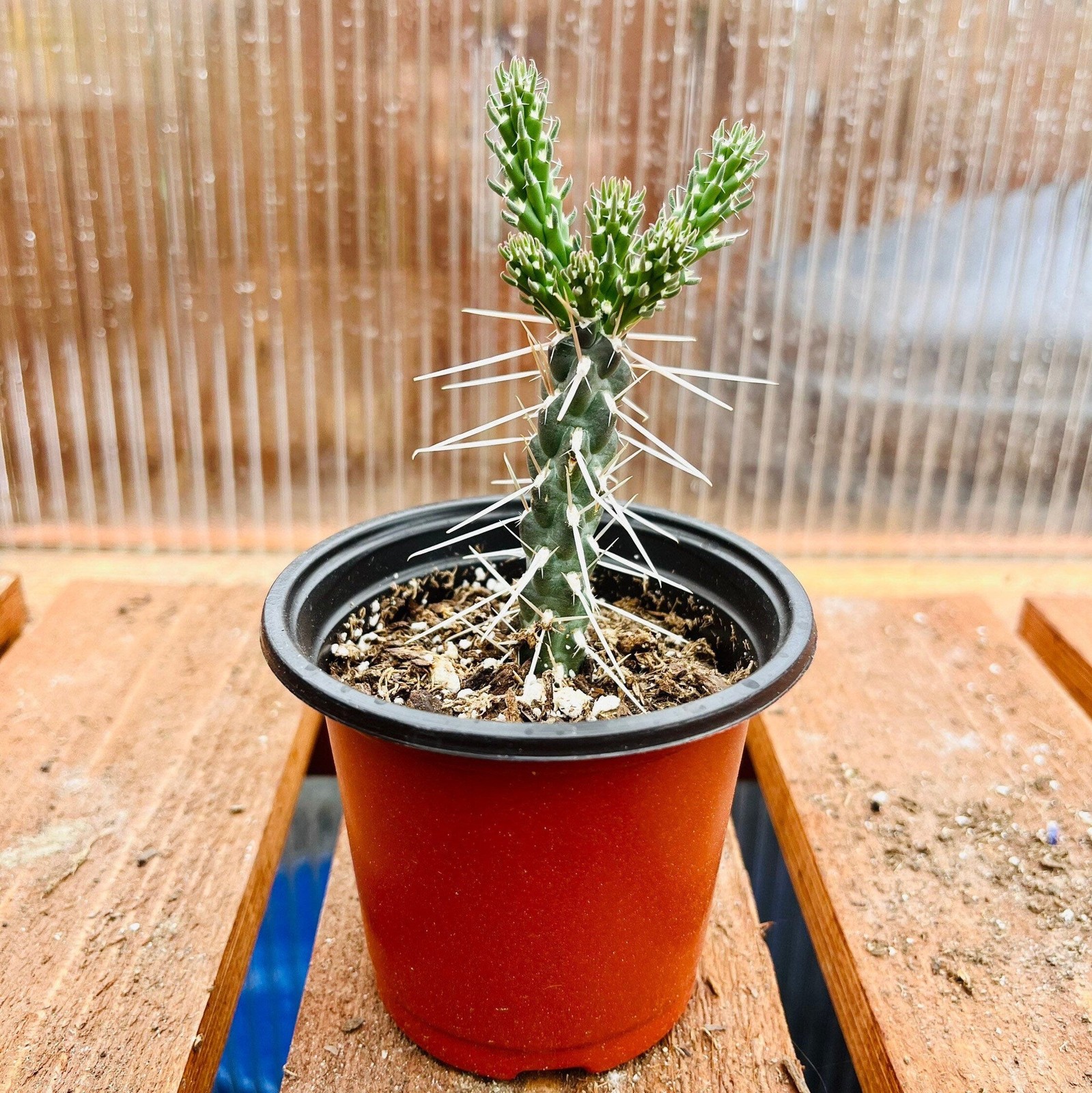 Whipple’s Cholla Cactus (Cylindropuntia whipplei) COLD HARDY
