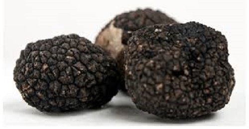 BLACK OREGON TRUFFLE mushroom spores spawn/mycelium (on dry seeds)