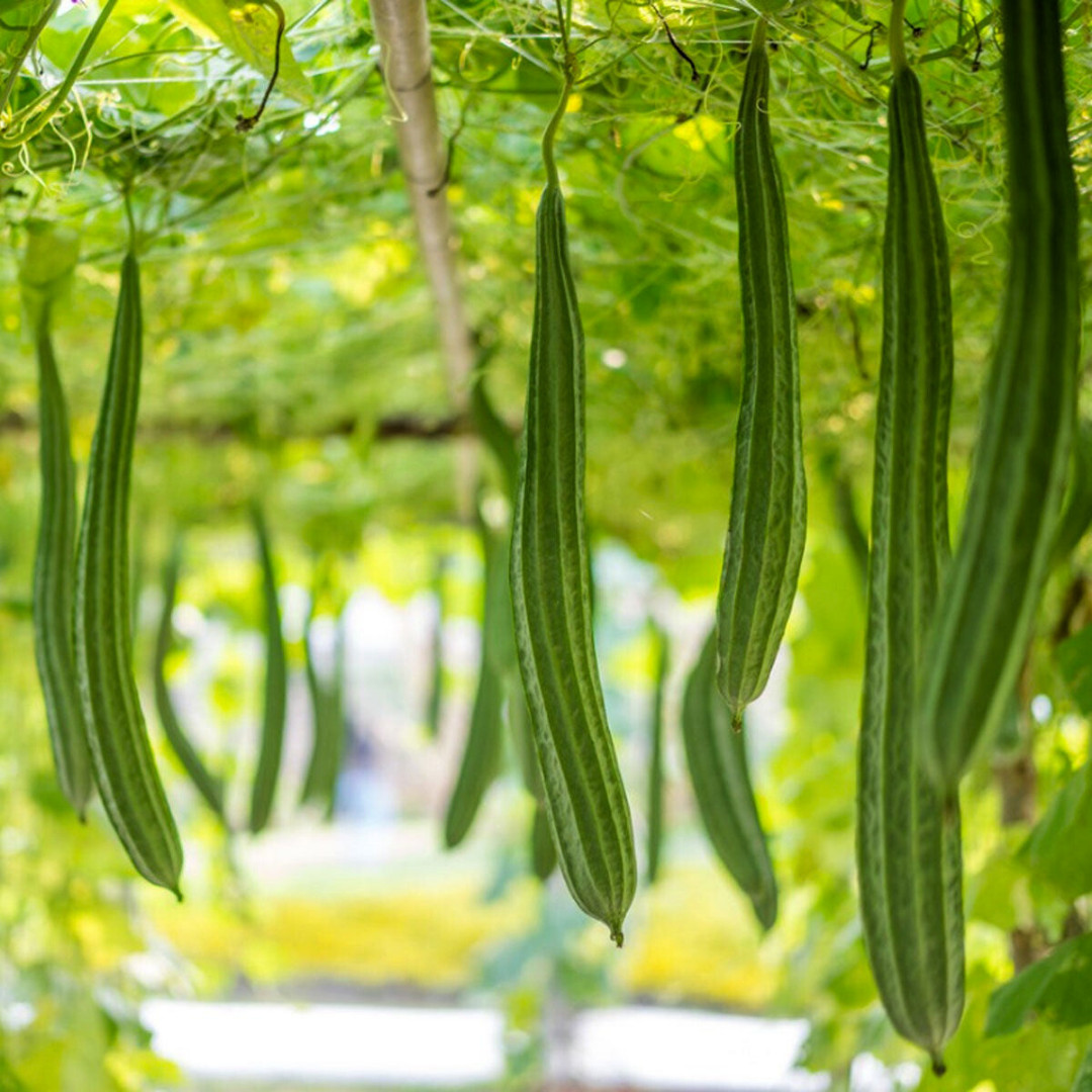 Fresh Chinese Okra Seeds | 15 Seeds | Heirloom Non-GMO | Asian Vegetable Seeds