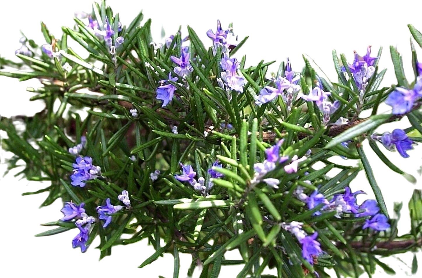 Rosemary Seeds, NON-GMO, Heirloom 50 seeds Free Shipping!