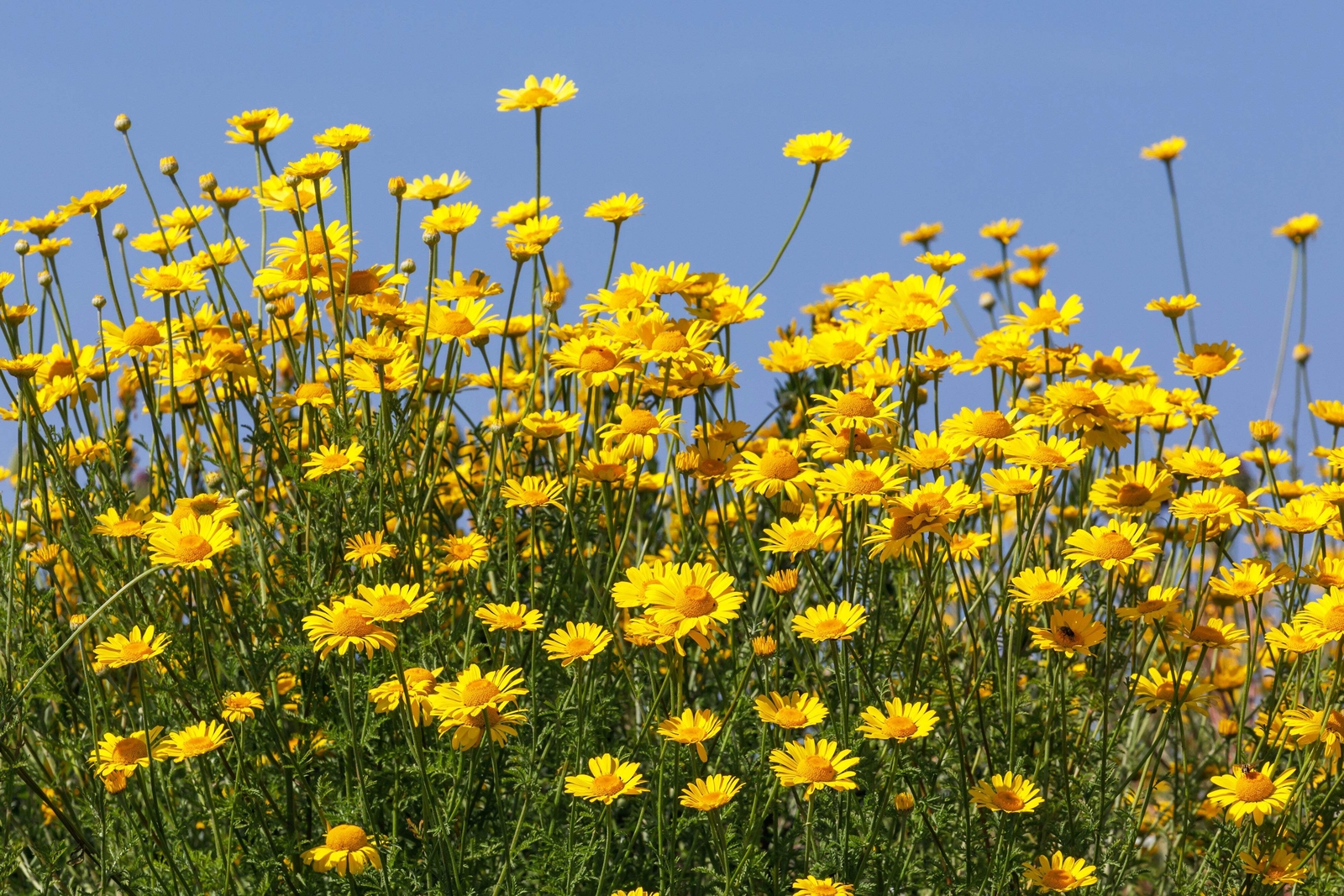 250 GOLDEN MARGUERITE DAISY Yellow Chamomile Anthemis Tinctoria Flower Seeds