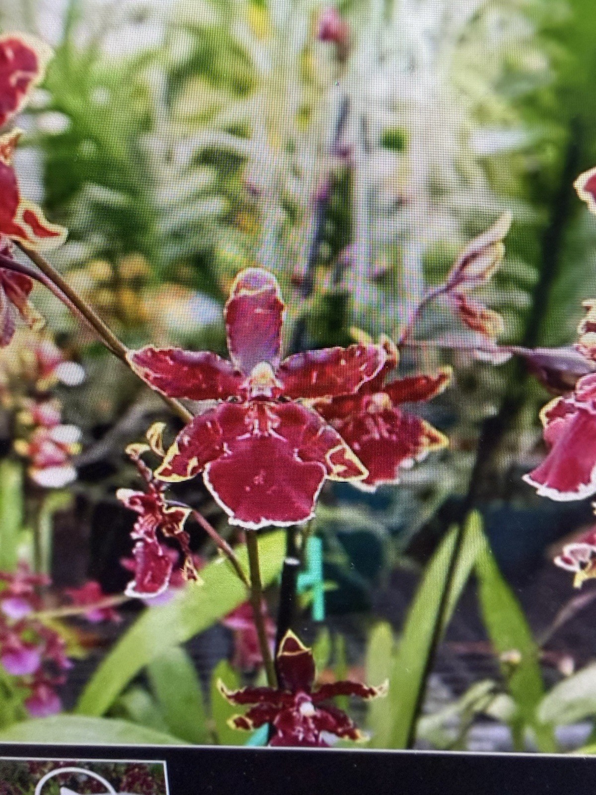 ORCHID Plants 20 Onciduim bulbs $1 each 20 minimum not marked br