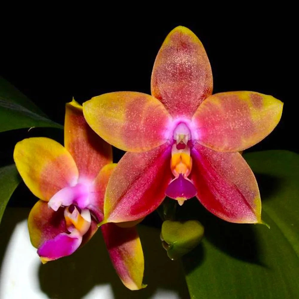 Fragrant Orchid Phalaenopsis Phal. Guadalupe Pineda ‘Yaphon’ In 2.5″ Pot