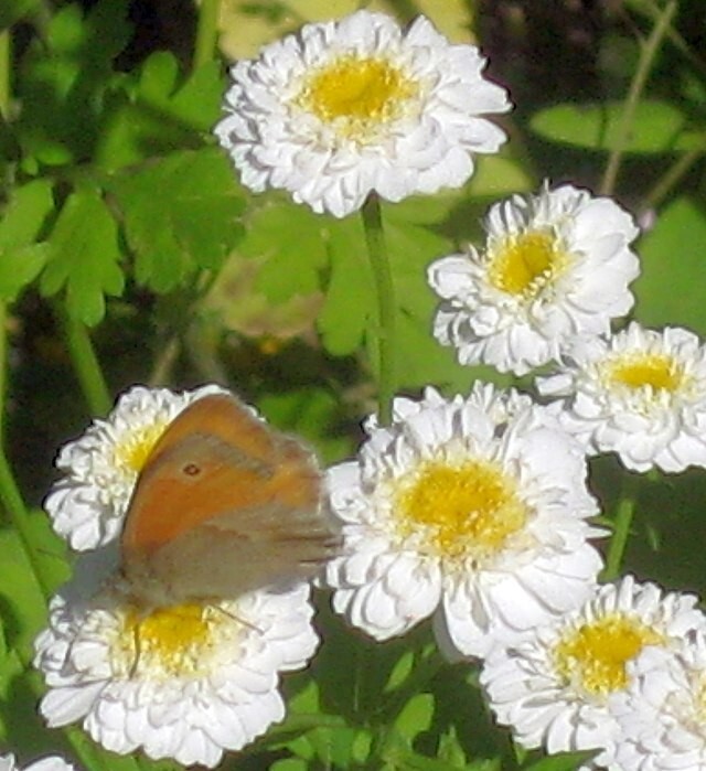 FEVERFEW SNOWBALL 200 SEEDS, TANACETUM PARTHENIUM FLORO PLENO