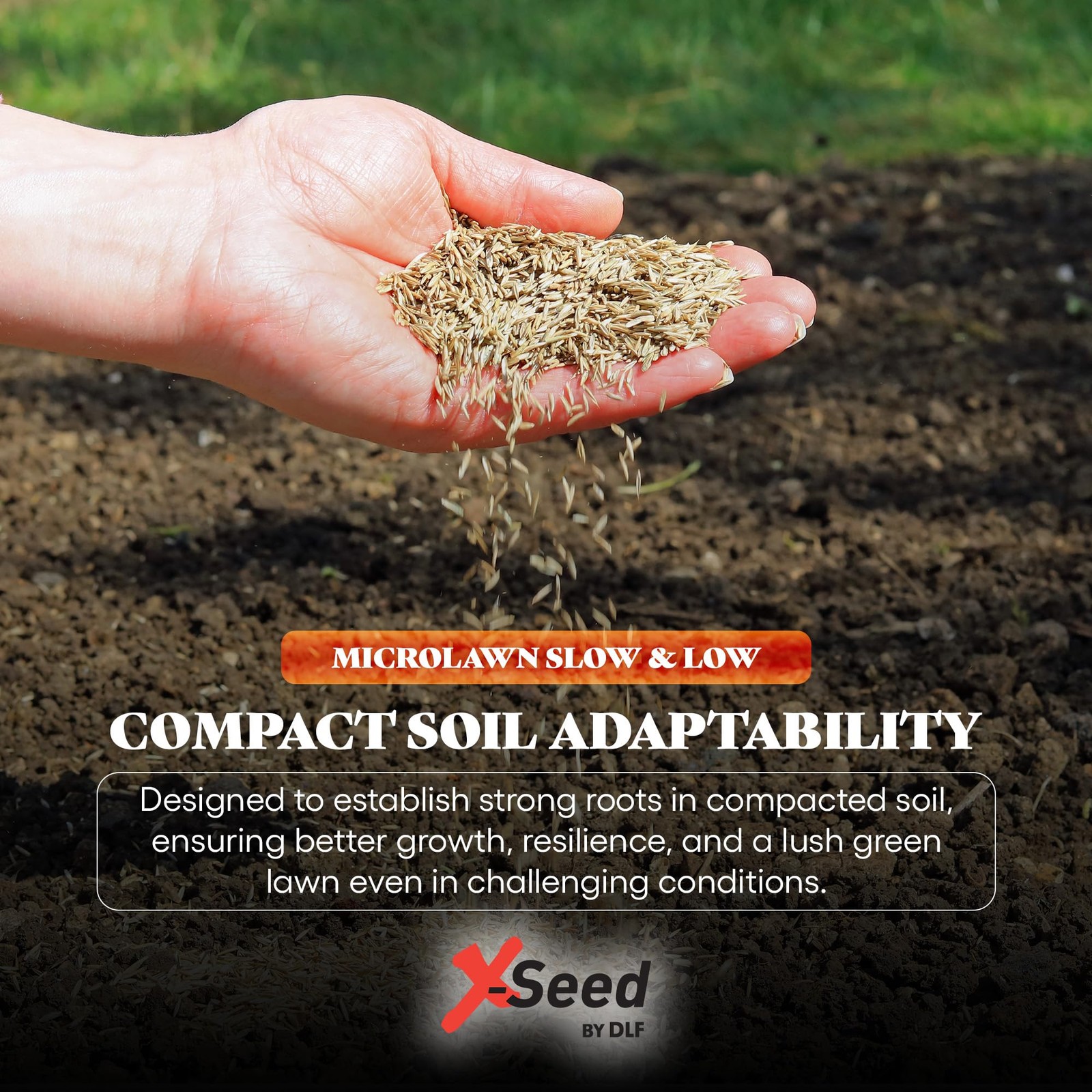 “5LB Micro Lawn Grass Seed for Cool Season, Shade, No Mow, Low Maintenance”