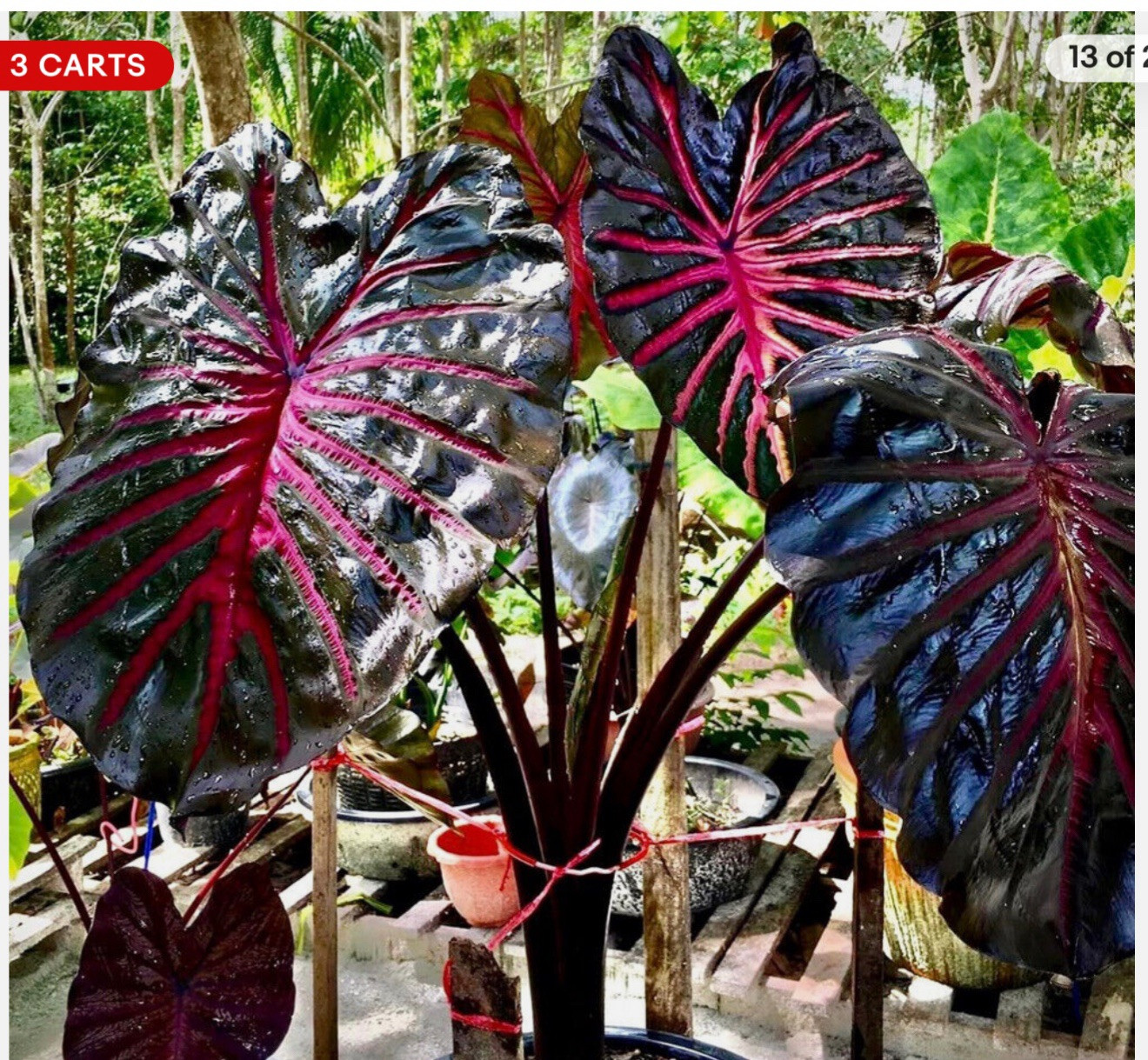 Black Lava – Colocasia esculenta- Elephant Ear – SMALL ROOTED STARTER Plant