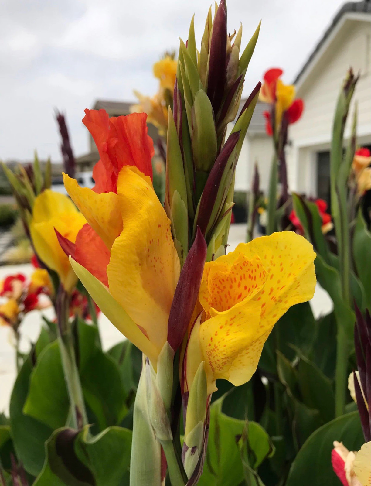 Canna Lily Cleopatra Rhizome: Variegated Foliage, Exotic Blooms – 1-Rhizome