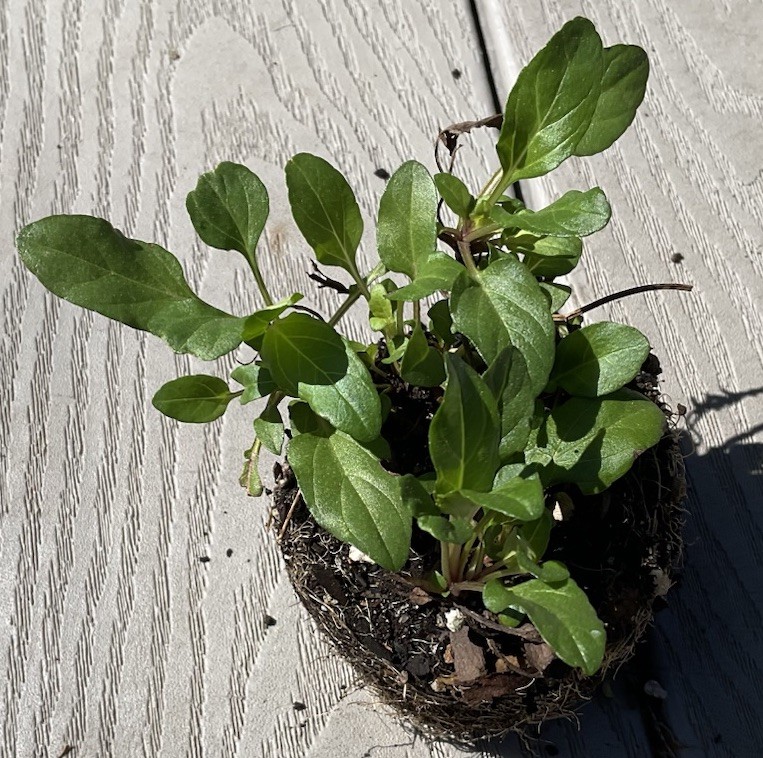 1 Well Rooted Prunella Vulgaris, Heal All, Self heal, xia ku cao (夏枯草)