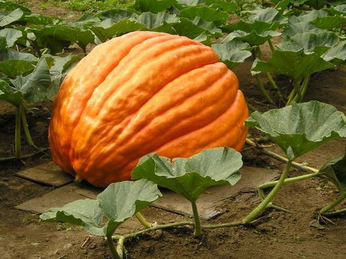 Big Max Pumpkin Seeds, (up to 100 pounds), Cucurbita pepo
