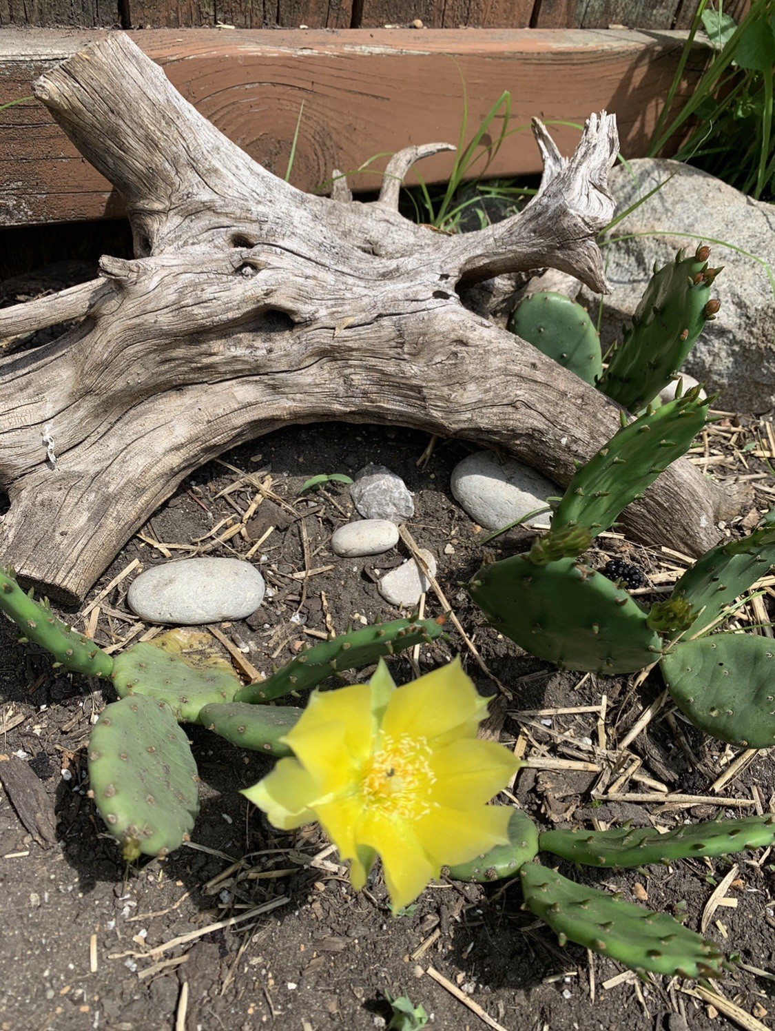 3 Cold Hardy Cactus Paddles Zones 4 – 9 Opuntia Humifusa Prickly Pear