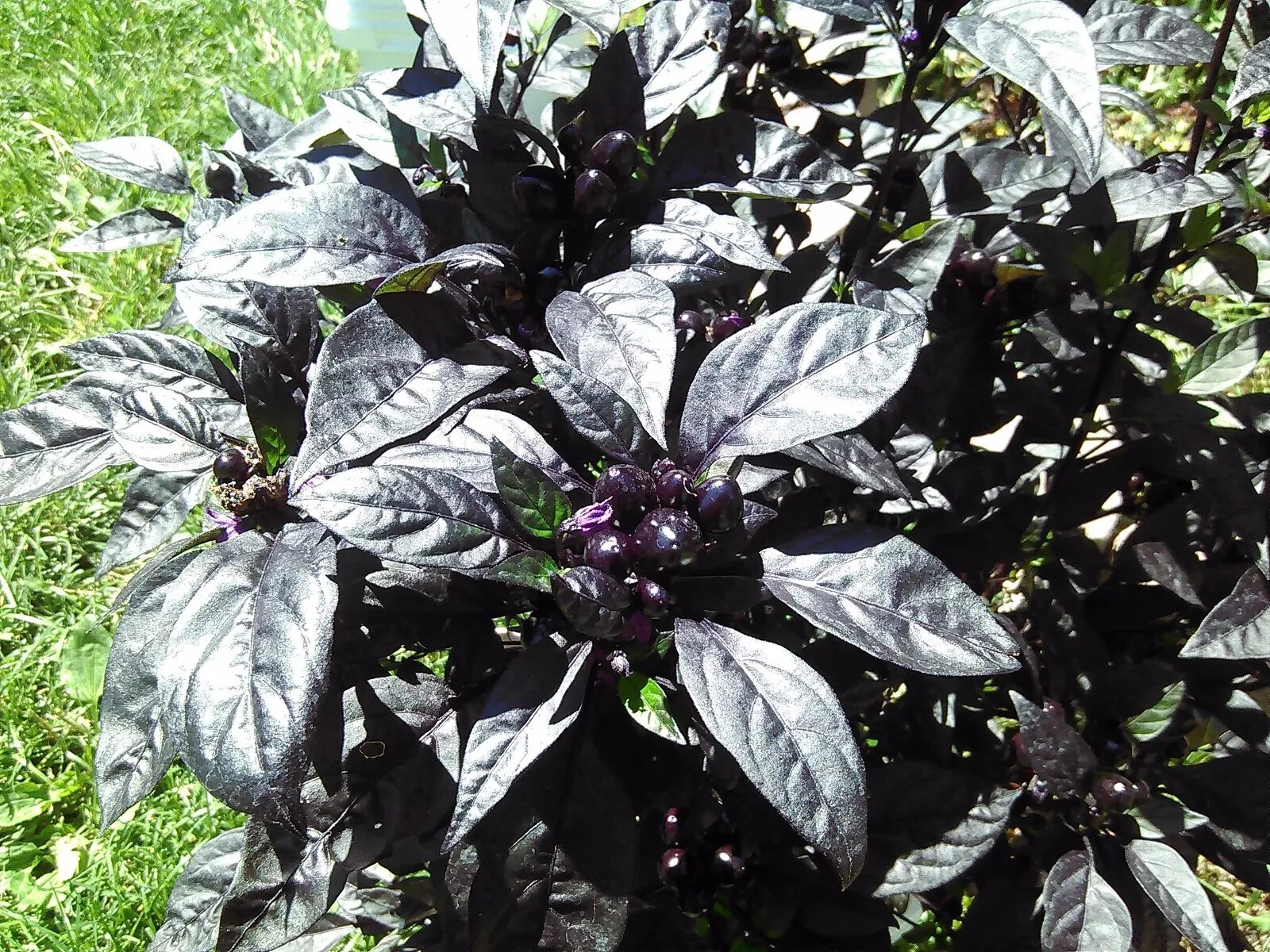 25 seeds Black Pearl heirloom Hot pepper RARE heirloom BEAUTIFUL BLACK LEAVES