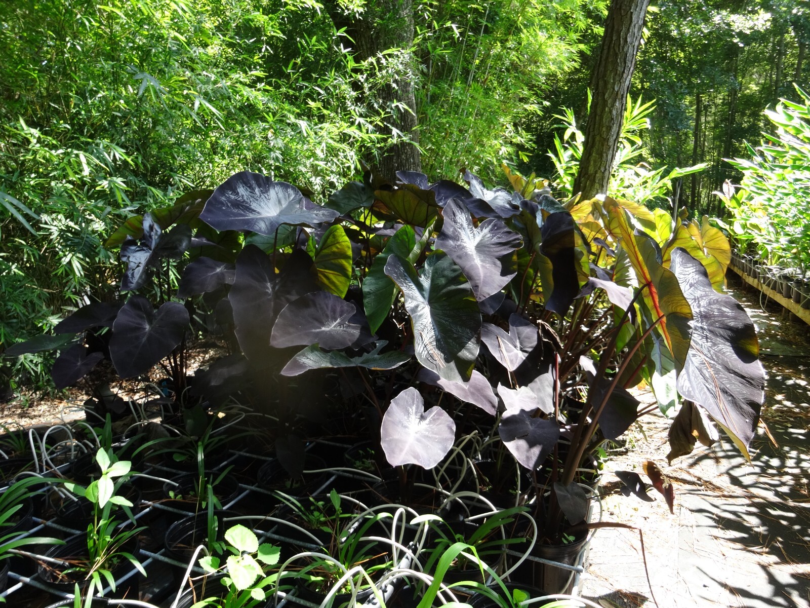Black Coral Colocasia / Elephant Ear, Large 1 Gallon Size