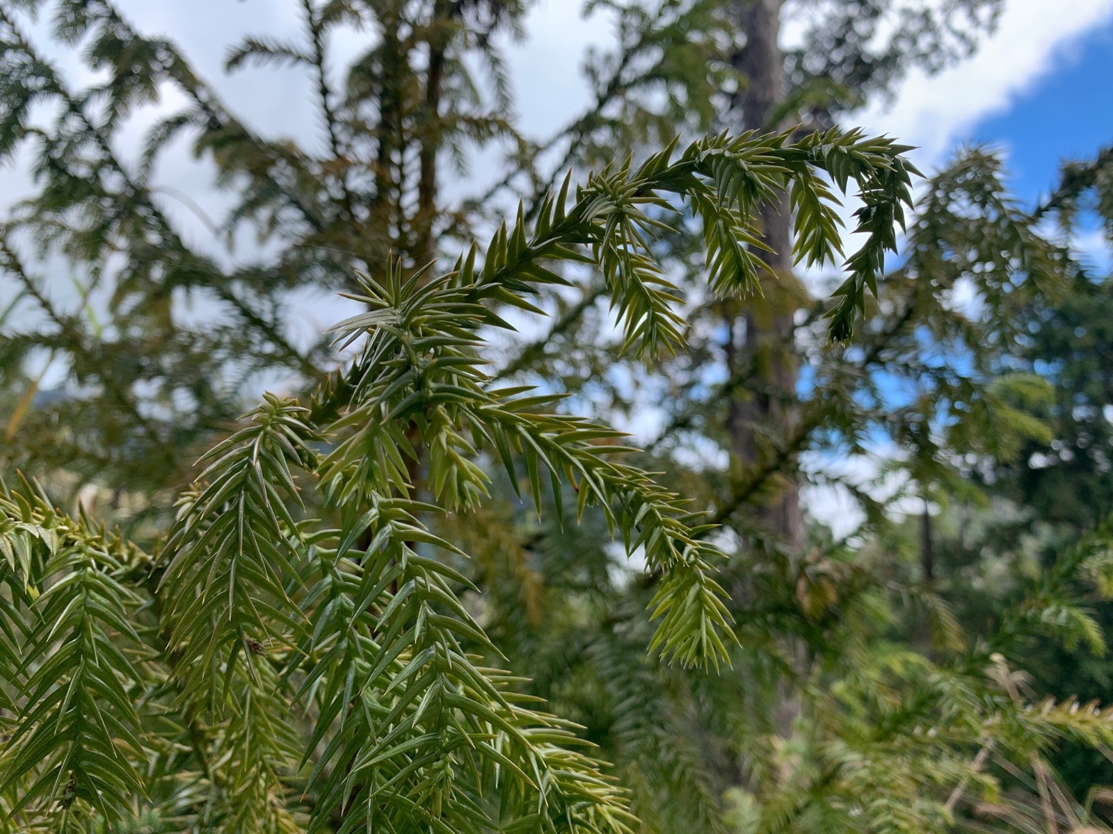 Taiwan Cedar Coffin Tree Seeds (Taiwania cryptomerioides) Rare Evergreen Conifer