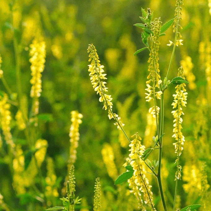 1000+ Sweet Clover Seeds, Legumes – (Melilotus officinalis) – Non-GMO USA Seller